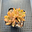 Echeveria Agavoides 'Star of Seoul' 2" Cluster Succulent Plant