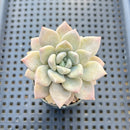 Echeveria 'Munri' 2" Air Magic Hybrid Succulent Plant