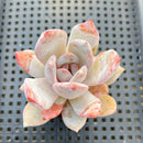 Echeveria 'Trumso' 2"-3" Succulent Plant