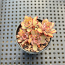 Echeveria 'Rika' 2" Succulent Plant