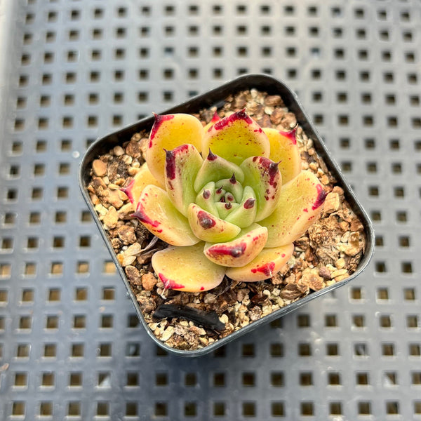 bruised succulent Echeveria 'Sarabony' 2" Succulent Plant – True Succulents Plant Co