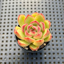 Echeveria Agavoides 'Mont Blanc' 1" Succulent Plant