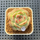 Echeveria 'Candle' 1" New Hybrid Succulent Plant Cutting
