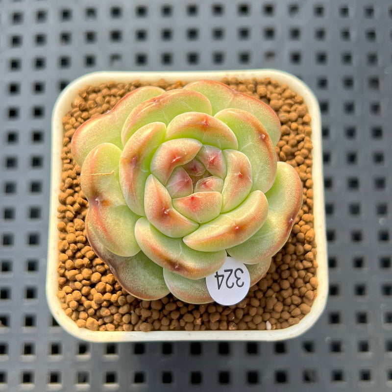 candle succulent plant Echeveria 'Candle' 1" New Hybrid Succulent Plant Cutting – True Succulents  Plant Co