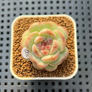 Echeveria 'Candle' 1" New Hybrid Succulent Plant Cutting