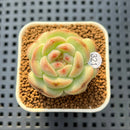 Echeveria 'Candle' 1" New Hybrid Succulent Plant Cutting