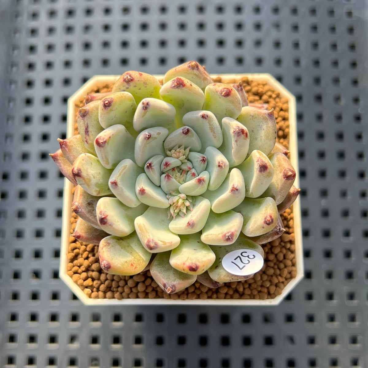 Echeveria 'Glare' 2" New Hybrid Succulent Plant Cutting