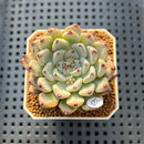 Echeveria 'Glare' 2" New Hybrid Succulent Plant Cutting