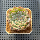 Echeveria 'Glare' 2" New Hybrid Succulent Plant Cutting