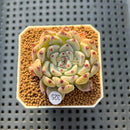 Echeveria 'Glare' 2" New Hybrid Succulent Plant Cutting