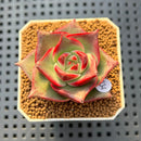Echeveria 'Stella' 1"-2" New Hybrid Succulent Plant Cutting
