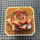 Echeveria 'Stella' 1"-2" New Hybrid Succulent Plant Cutting