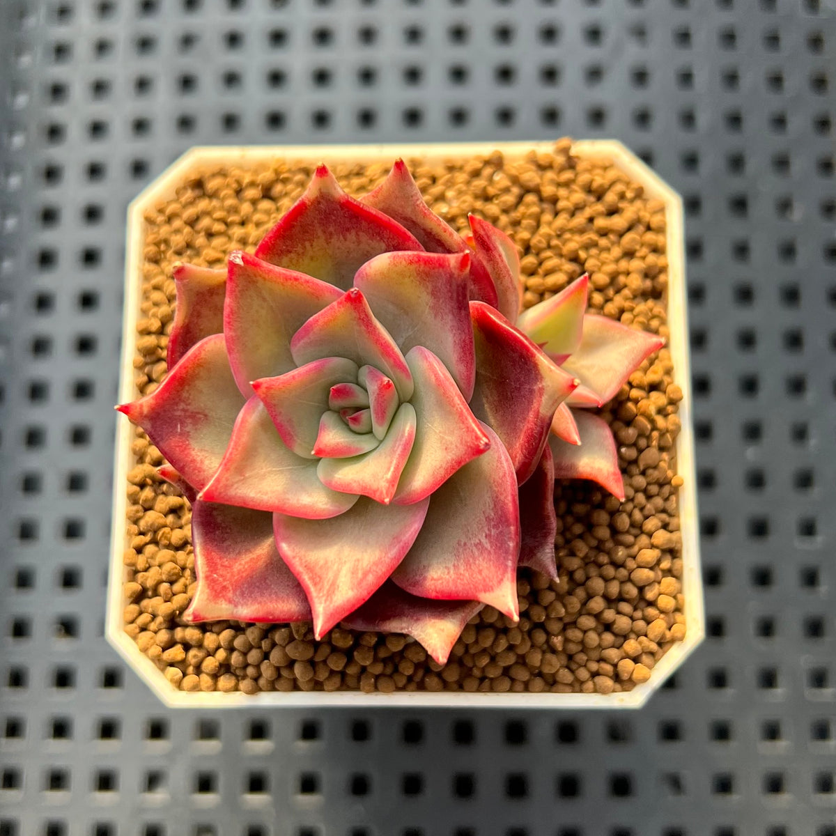 Echeveria 'Pink Lola' 1" Succulent Plant Cutting