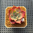 Echeveria 'Pink Lola' 1" Succulent Plant Cutting