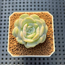 Echeveria 'Heart Angel' 1" Succulent Plant Cutting