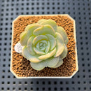 Echeveria 'Heart Angel' 1" Succulent Plant Cutting