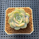 Echeveria 'Heart Angel' 1" Succulent Plant Cutting