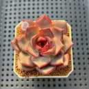 Echeveria 'Dior' 2" Succulent Plant Cutting