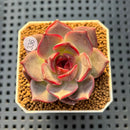Echeveria 'Dior' 2" Succulent Plant Cutting