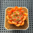 Echeveria 'Sunny' 2" Succulent Plant Cutting