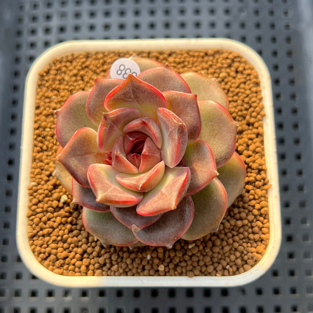 Echeveria 'Graslin' (그레슬린) 2" Succulent Plant Cutting