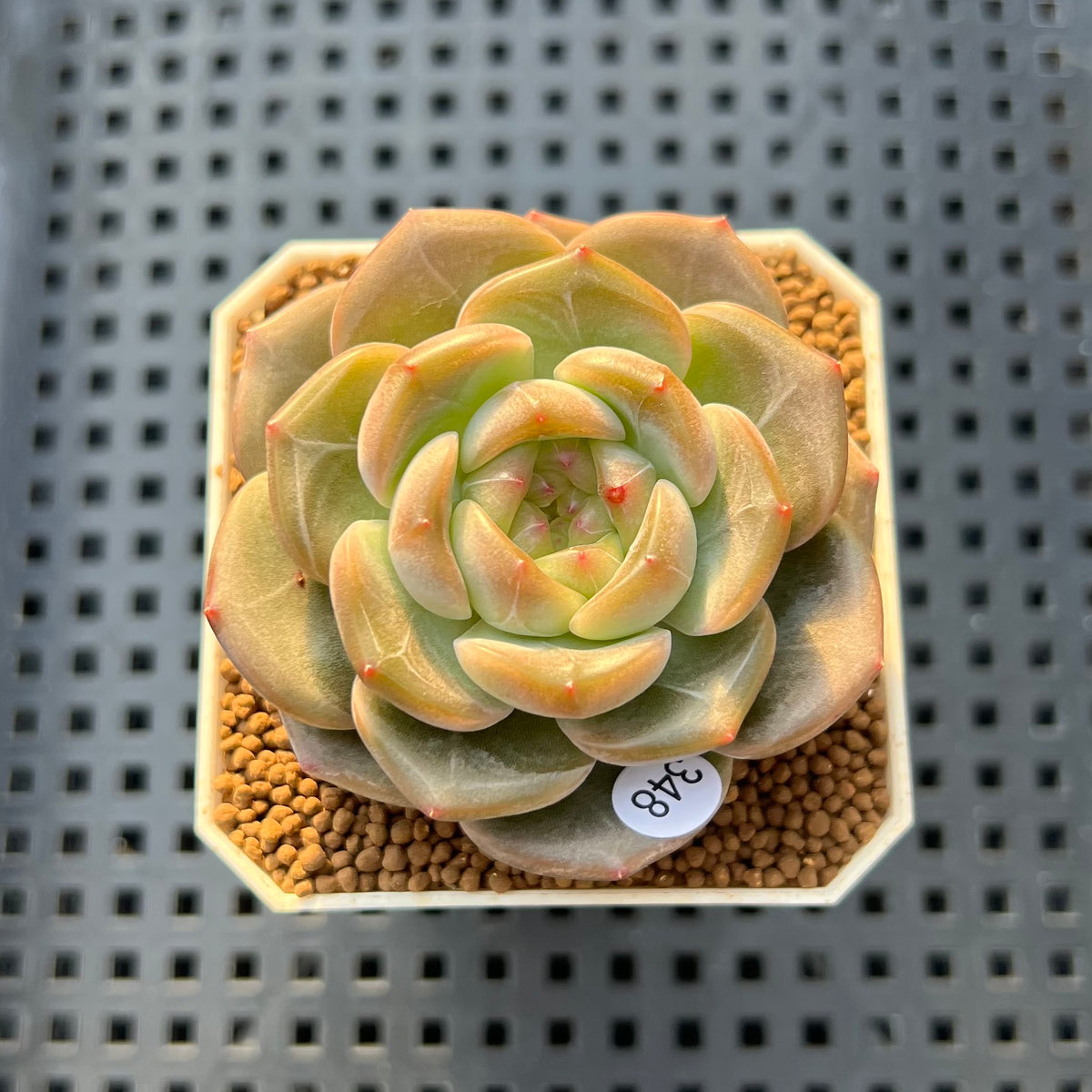 Echeveria 'Roulette' 2" New Hybrid Succulent Plant Cutting