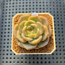 Echeveria 'Roulette' 2" New Hybrid Succulent Plant Cutting