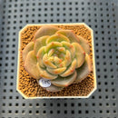 Echeveria 'Roulette' 2" New Hybrid Succulent Plant Cutting