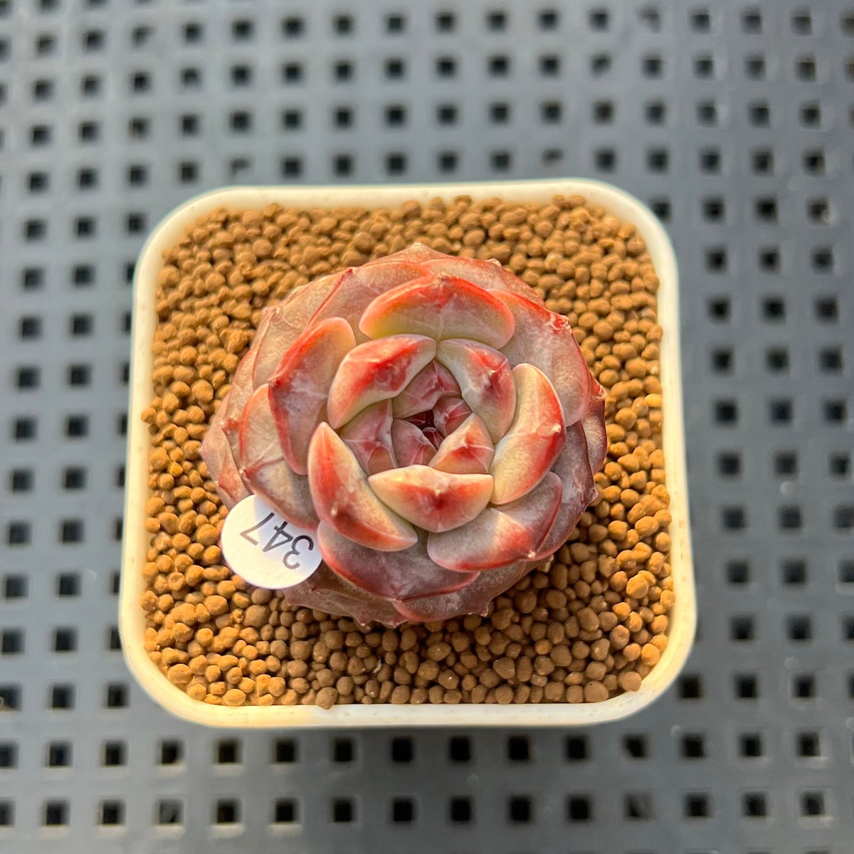 Echeveria 'Lemon Fresh' 1" New Hybrid Succulent Plant Cutting