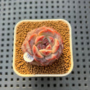 Echeveria 'Lemon Fresh' 1" New Hybrid Succulent Plant Cutting