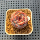 Echeveria 'Lemon Fresh' 1" New Hybrid Succulent Plant Cutting