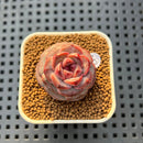 Echeveria 'Lemon Fresh' 1" New Hybrid Succulent Plant Cutting