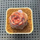 Echeveria 'Lemon Fresh' 1" New Hybrid Succulent Plant Cutting