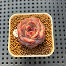 Echeveria 'Lemon Fresh' 1" New Hybrid Succulent Plant Cutting