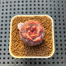 Echeveria 'Lemon Fresh' 1" New Hybrid Succulent Plant Cutting