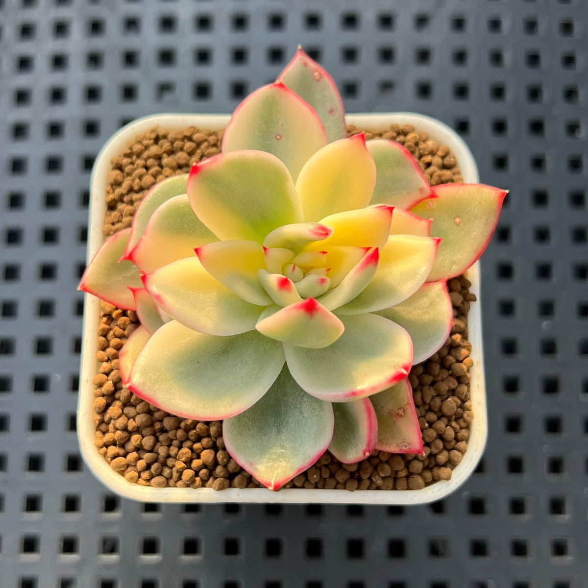 Echeveria Agavoides 'Purple Ebony' Variegated 2" Succulent Plant Cutting