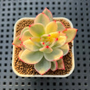 Echeveria Agavoides 'Purple Ebony' Variegated 2" Succulent Plant Cutting