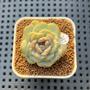 Echeveria 'Blackberry' 1" New Hybrid Succulent Plant Cutting