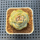 Echeveria 'Blackberry' 1" New Hybrid Succulent Plant Cutting