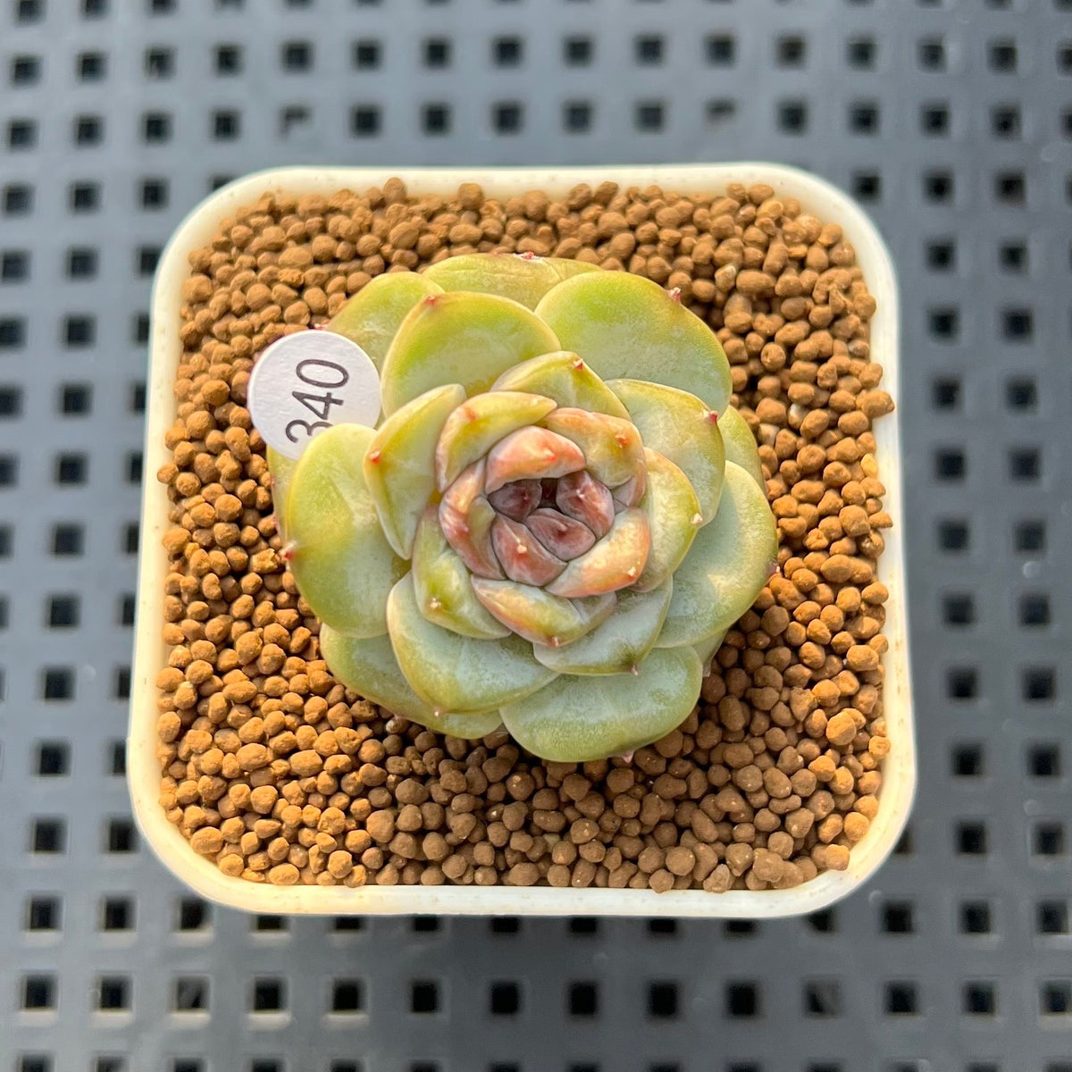 Echeveria 'Blackberry' 1" New Hybrid Succulent Plant Cutting