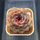 Echeveria 'Purple Oranda' 3" Succulent Plant Cutting