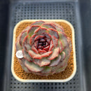 Echeveria 'Purple Oranda' 3" Succulent Plant Cutting