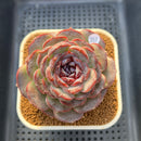 Echeveria 'Purple Oranda' 3" Succulent Plant Cutting
