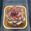 Echeveria 'Purple Oranda' 3" Succulent Plant Cutting