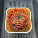 Echeveria 'Red Solar' 3" Succulent Plant Cutting