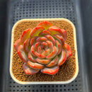 Echeveria 'Starmark' Round-Leaf 3" Succulent Plant Cutting