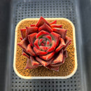 Echeveria Agavoides sp. 2"-3" Succulent Plant Cutting