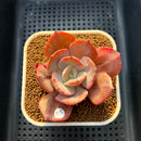 Echeveria 'Purple Tint' 2"-3" Succulent Plant Cutting