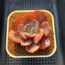 Echeveria 'Purple Tint' 2"-3" Succulent Plant Cutting