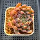 Echeveria 'Vincenzo' 3" Succulent Plant Cutting